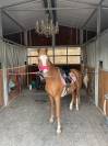 Poney PP Welsh B 