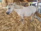 Ponette Shetland