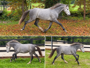 Cheval miniature americain ASPC
