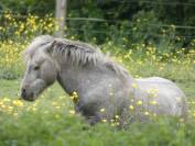 Cheval miniature americain ASPC