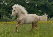 Hongre pfs palomino 