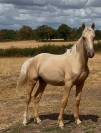 Hongre pfs palomino 