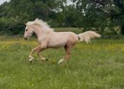 Hongre pfs palomino 
