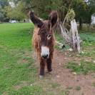 &Acirc;nesse baudet du Poitou livreA