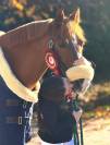 PONY DA SALTO DEL 2015 IN VENDITA