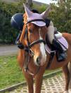 PONY DA SALTO DEL 2015 IN VENDITA