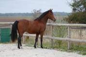 Poney de sport Origines dressage