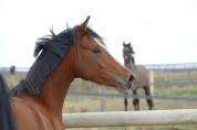 Poney de sport Origines dressage
