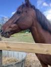 Cheval PRE PP