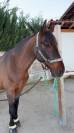 Cheval PRE PP