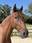 Cheval PRE PP