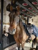 Cheval PRE PP