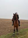 Cheval PRE PP