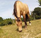 Jument quarter horses &agrave; vendre 