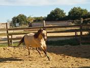 Jument quarter horses &agrave; vendre 