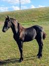 Poulain frison &agrave; vendre 