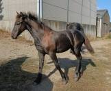 Poulain frison &agrave; vendre 