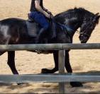 Hongre frison Pure Race 17 ans