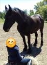 Hongre frison Pure Race 17 ans