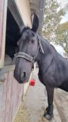Hongre frison Pure Race 17 ans