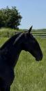 Pouliche &mdash; lusitano 
