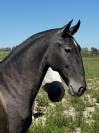 Pouliche &mdash; lusitano 