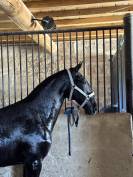 Pouliche &mdash; lusitano 