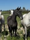 Pouliche &mdash; lusitano 