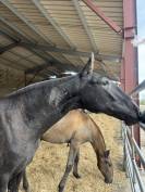 Pouliche &mdash; lusitano 