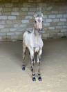 Pouliche &mdash; lusitano 