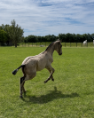 Pouliche &mdash; lusitano 