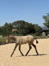 Pouliche &mdash; lusitano 