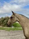 Pouliche &mdash; lusitano 