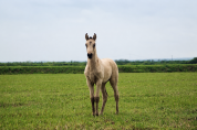 Pouliche &mdash; lusitano 