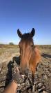  &Agrave; VENDRE &ndash; BONECA, PONETTE DE 4 ANS &ndash; 2 500 &euro;