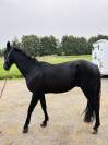 Vend cheval de course 