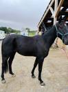Vend cheval de course 