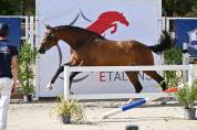 jument 5eme des championnat france femelle