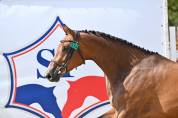 jument 5eme des championnat france femelle