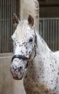 Poney D &agrave; vendre 