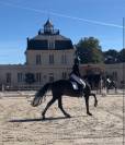  Dexter de Saint Val -Selle Fran&ccedil;ais - 13 ans