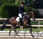  Dexter de Saint Val -Selle Fran&ccedil;ais - 13 ans