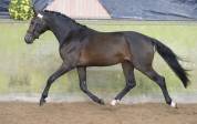  Dexter de Saint Val -Selle Fran&ccedil;ais - 13 ans