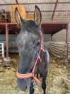Entier Pur Race Espagnol 2 ans