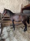 Entier Pur Race Espagnol 2 ans