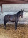 Entier Pur Race Espagnol 2 ans