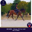 Gelding Thoroughbred For sale 2022 Bay