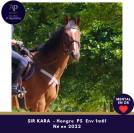 Gelding Thoroughbred For sale 2022 Bay