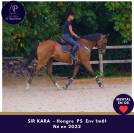 Gelding Thoroughbred For sale 2022 Bay