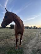 Jument CSO 7 ans par FLEXIBLE (CSI 5*)